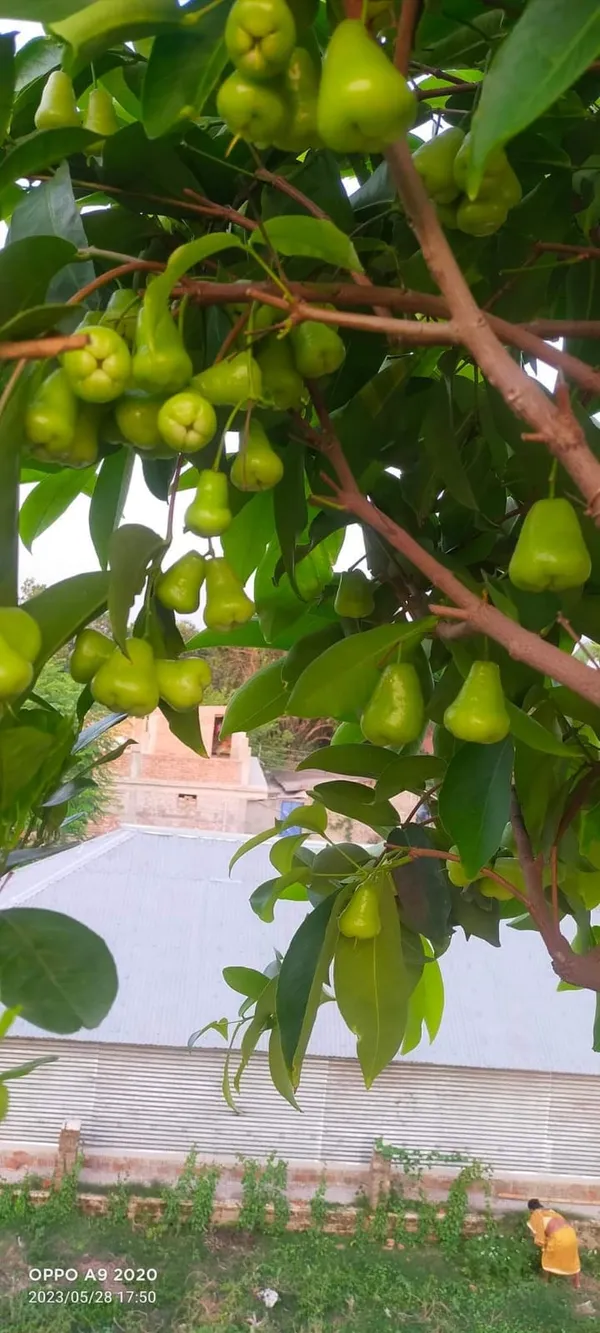Thai_Green_Water_Apple_|_Grafted_and_Hybrid_Plants