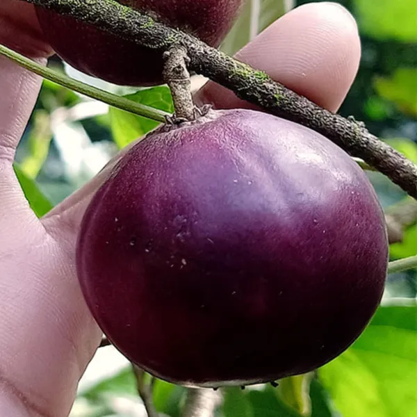 Tennis_Ball_Cherry_|_Grafted_and_Hybrid_Plants