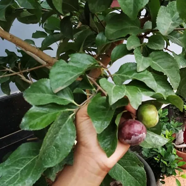 Tennis_Ball_Cherry_|_Grafted_and_Hybrid_Plants