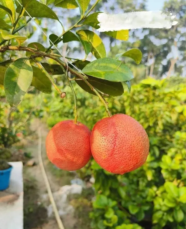 Red_All_Time_Pati_Lemon_|_Grafted_and_Hybrid_Plants