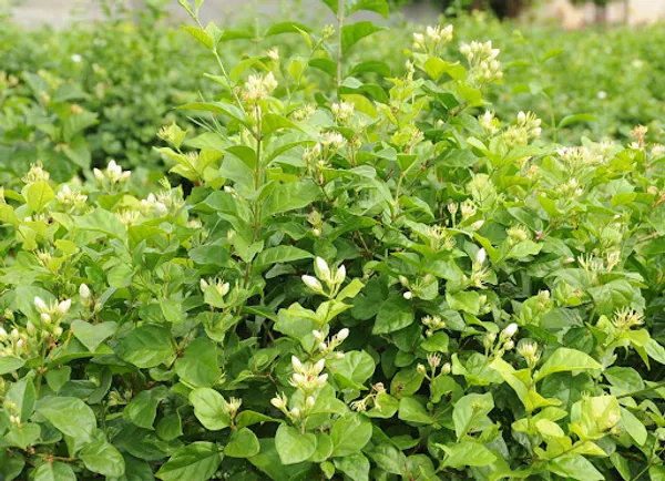 Fragrance_Jui_Ful_Plant