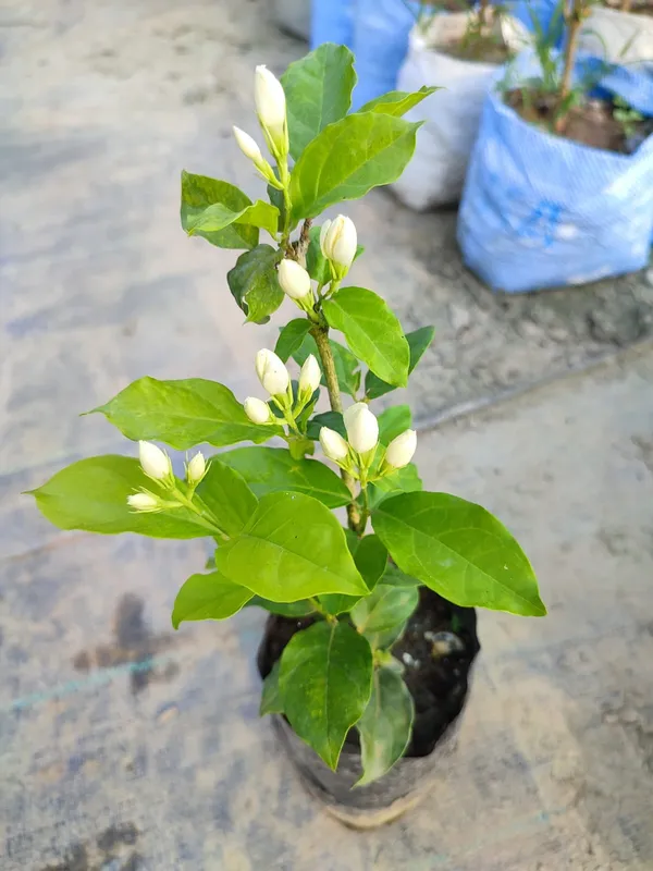 Fragrance_Jui_Ful_Plant