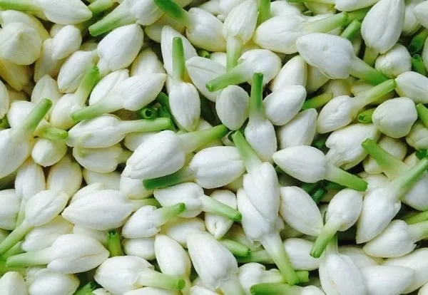 Fragrance_Jui_Ful_Plant