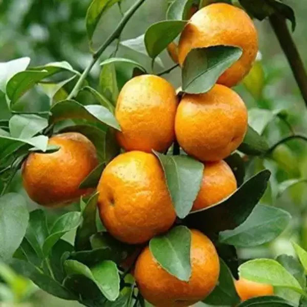 Raw_Sweet_Orange_Plant_|_Grafted_and_Hybrid_Plants