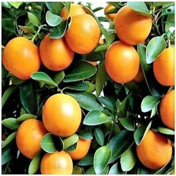 Raw_Sweet_Orange_Plant_|_Grafted_and_Hybrid_Plants