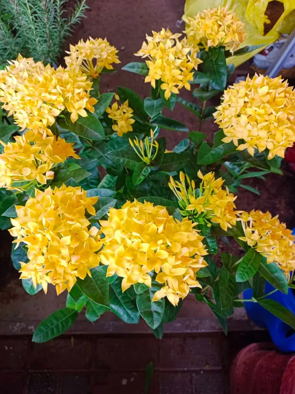 Ixora_Yellow