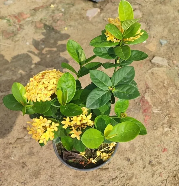 Ixora_Yellow