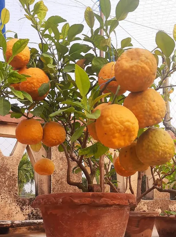 Chatoki_Orange_|_Grafted_and_Hybrid_Plants
