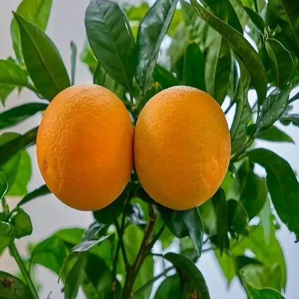 Chatoki_Orange_|_Grafted_and_Hybrid_Plants