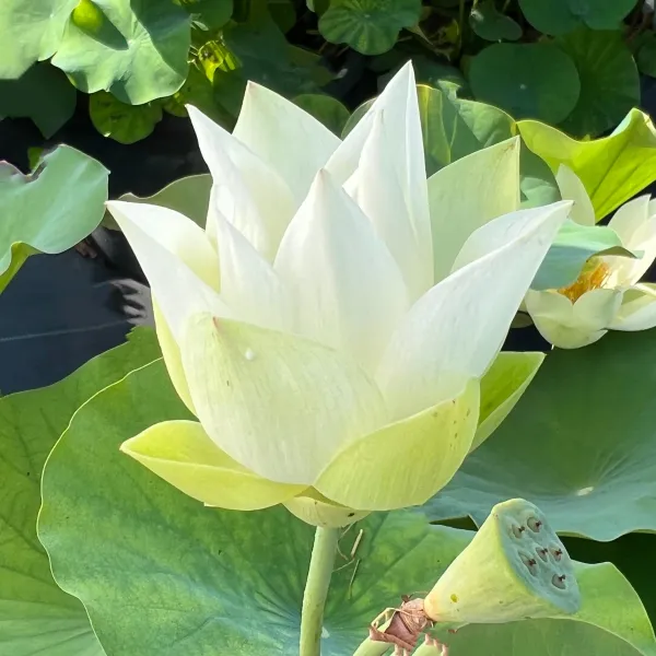 Babydoll_Lotus_Tuber