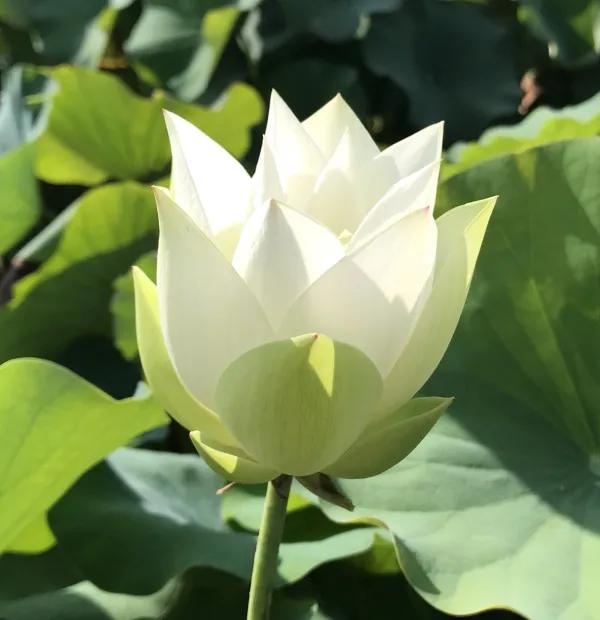 Babydoll_Lotus_Tuber