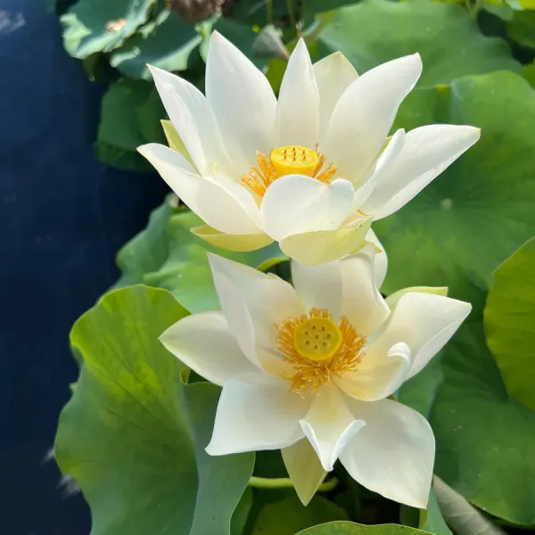 Babydoll_Lotus_Tuber