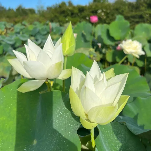 Babydoll_Lotus_Tuber
