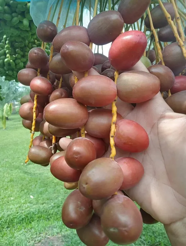 Arabian_Dwarf_Date_Plam_(Hot_Claimante)