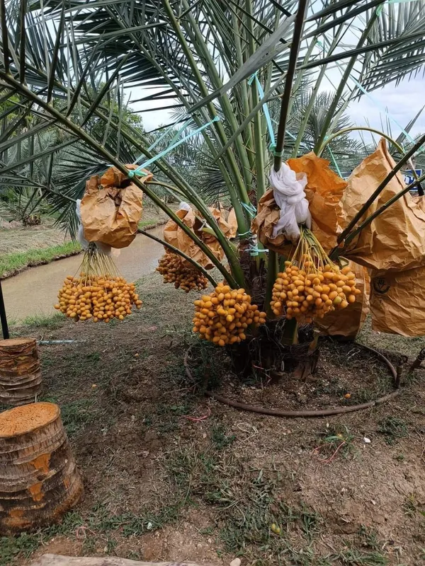 Arabian_Dwarf_Date_Plam_(Hot_Claimante)