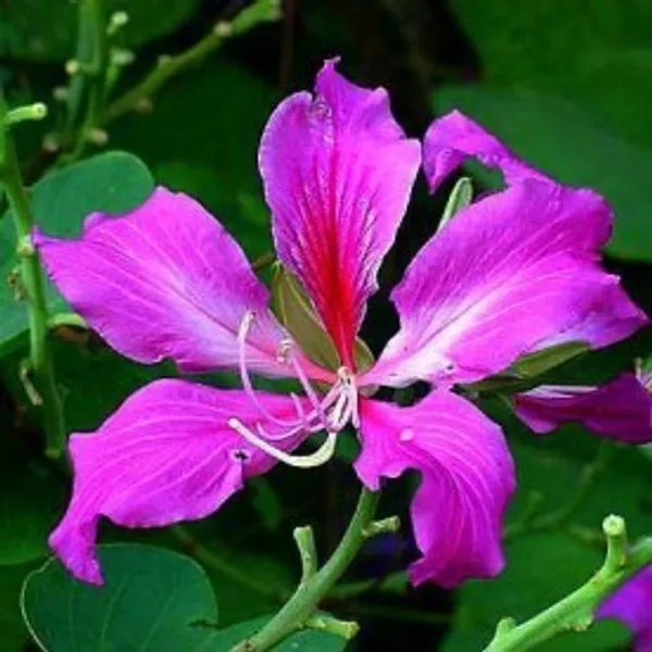 Bauhinia_Dwarf_Purple
