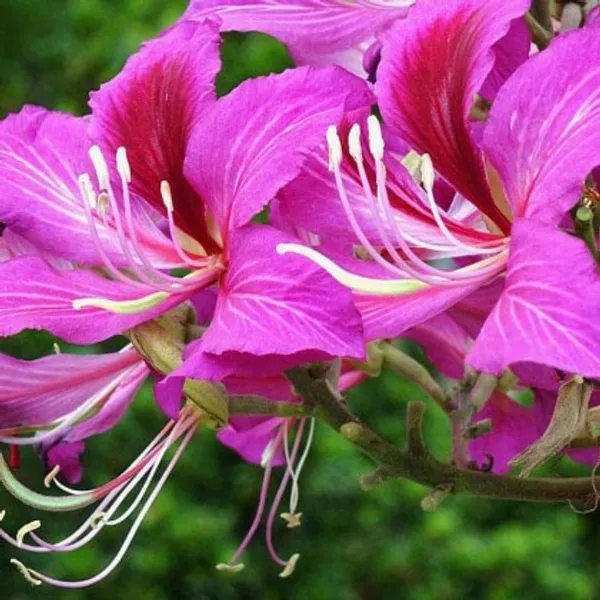 Bauhinia_Dwarf_Purple