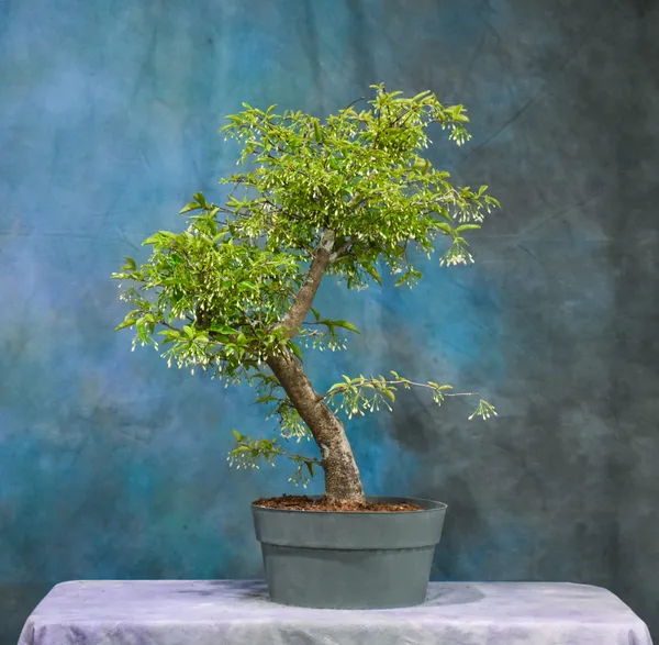 Water_Jasmine_Bonsai