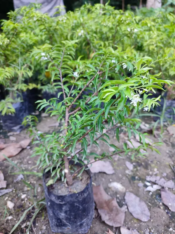 Water_Jasmine_Bonsai