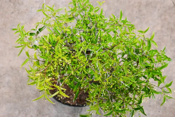 Water_Jasmine_Bonsai