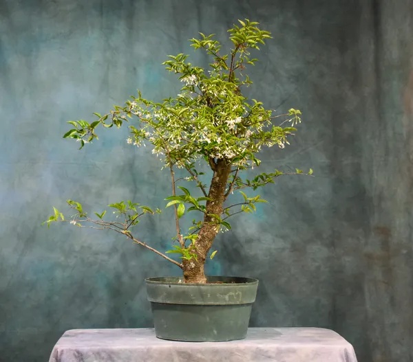 Water_Jasmine_Bonsai