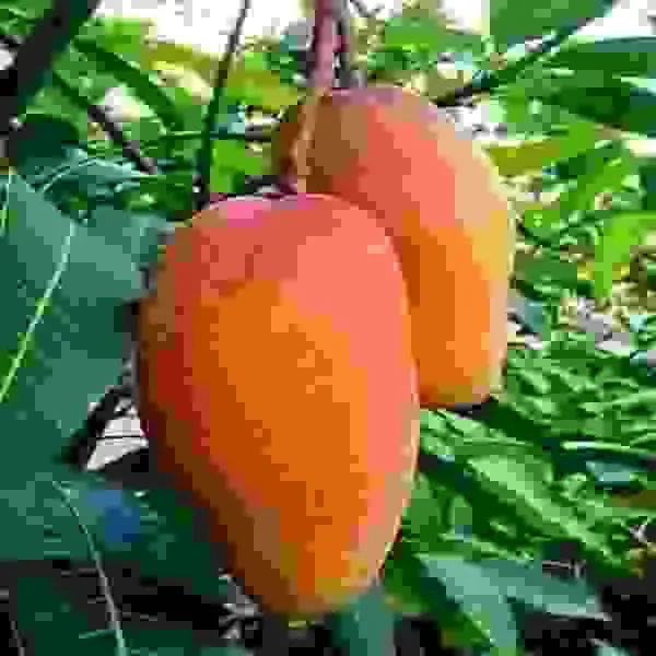 Red_Banana_Mango_|_Grafted_and_Hybrid_Plants