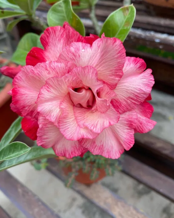 Rosey_Pink_with_White_Adenium