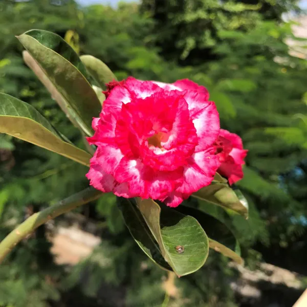 Rosey_Pink_with_White_Adenium