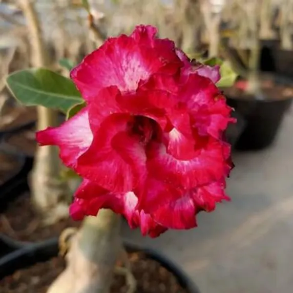 Rosey_Pink_with_White_Adenium