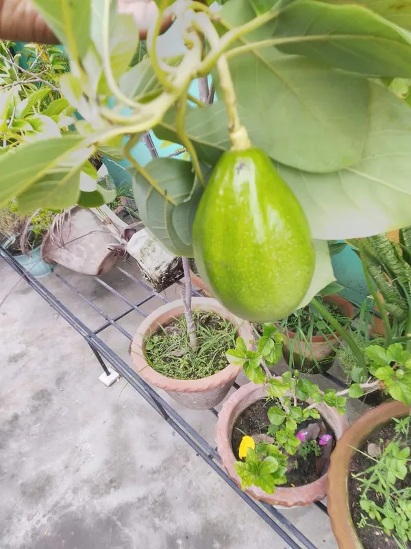 Avocado_Hass_Plant_|_Grafted_and_Hybrid_Plants