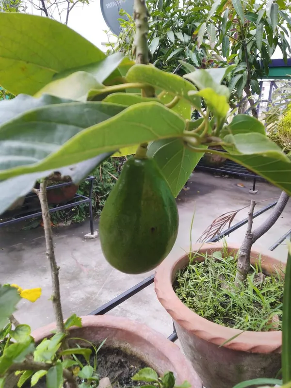 Avocado_Hass_Plant_|_Grafted_and_Hybrid_Plants