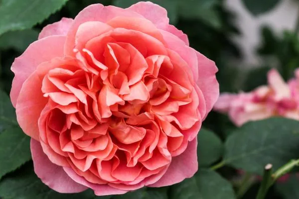Enghilsh_Rose_Pink