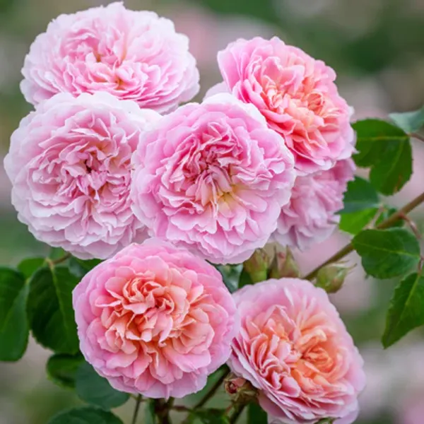 Enghilsh_Rose_Pink
