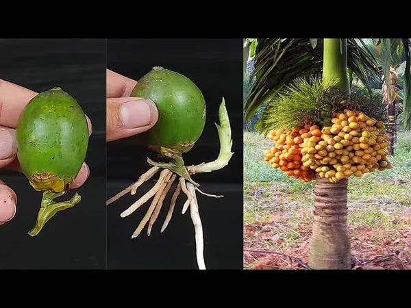 Short_Time_Betel_Nut_Live_Plant