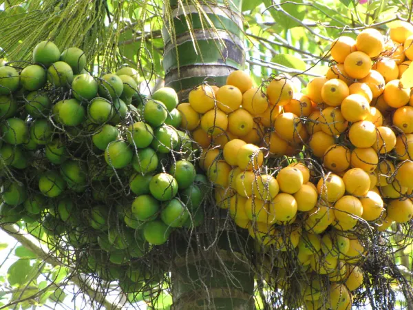 Short_Time_Betel_Nut_Live_Plant