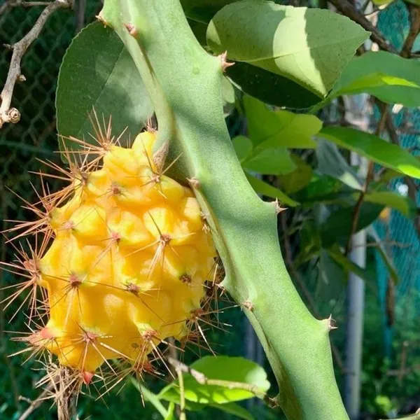 Yellow_Dragon_Plant_|_Grafted_and_Hybrid_Plants