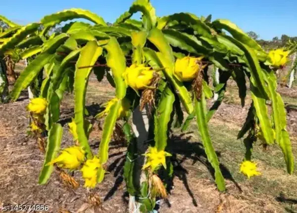 Yellow_Dragon_Plant_|_Grafted_and_Hybrid_Plants