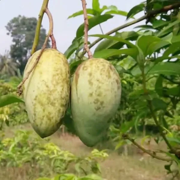 Sada_Bahar_Mango_Plant_|_Grafted_and_Hybrid_Plants