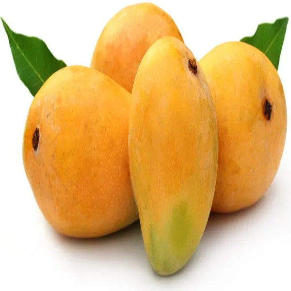 Sada_Bahar_Mango_Plant_|_Grafted_and_Hybrid_Plants