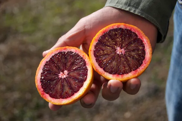 Blood_Orange_Plant_|_Grafted_and_Hybrid_Plants