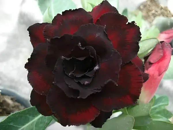 Rosey_Veriety_Grafted_Adenium