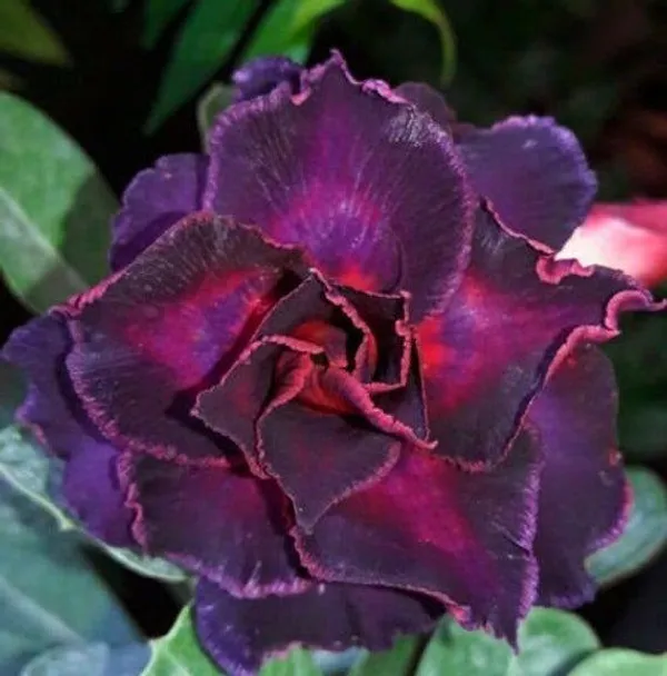 Rosey_Veriety_Grafted_Adenium