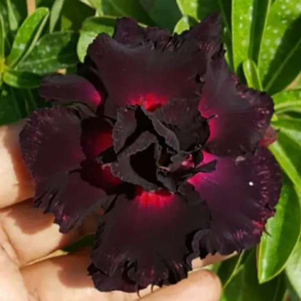 Rosey_Veriety_Grafted_Adenium