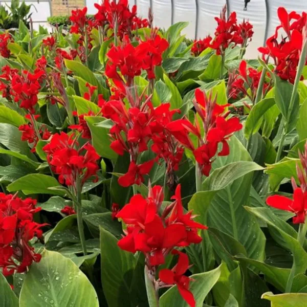 Cannas_Dwarf_Red_Flower_Plant