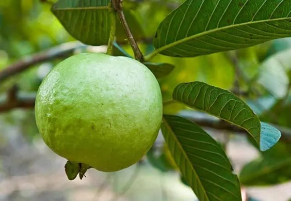 Elhabad_Safeda_Guava_|_Grafted_and_Hybrid_Plants