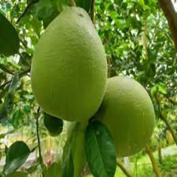 Assembly_Pamelo_Plant_|_Grafted_and_Hybrid_Plants
