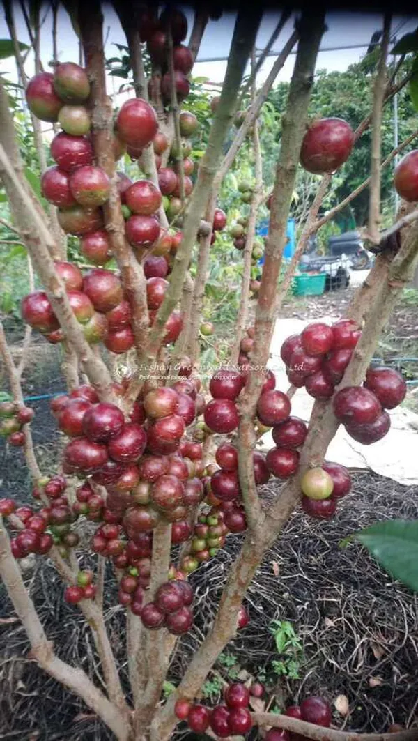 Jaboticaba_Red_Plant