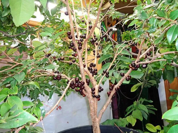 Jaboticaba_Red_Plant