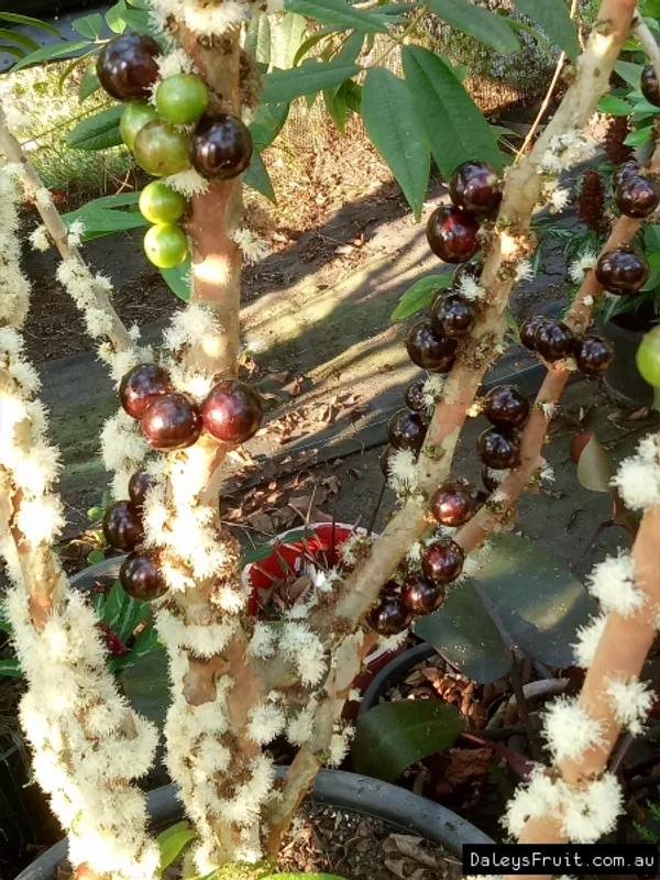 Jaboticaba_Red_Plant