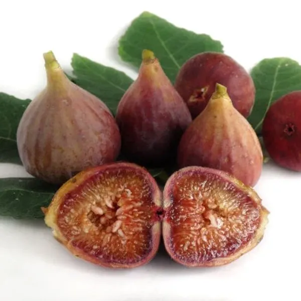 Turkey_Fig_Live_Plant
